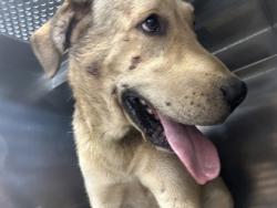Shelter Stray Male Dog last seen Fort Worth, TX 76119, Fort Worth, TX 76119