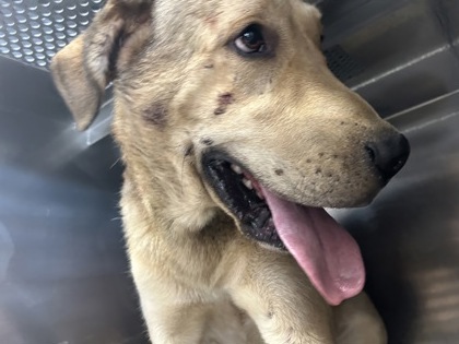 Shelter Stray Male Dog last seen Fort Worth, TX 76119, Fort Worth, TX 76119