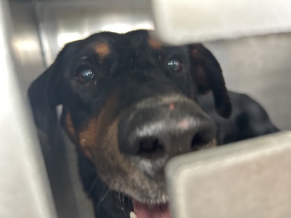 Shelter Stray Male Dog last seen Fort Worth, TX 76119, Fort Worth, TX 76119