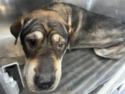 Shelter Stray Female Dog last seen Fort Worth, TX 76119, Fort Worth, TX 76119