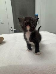 Shelter Stray Male Cat last seen Near NE Munger Ave, 64119, MO, Kansas City, MO 64132