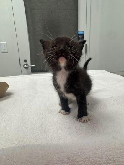 Shelter Stray Male Cat last seen Near NE Munger Ave, 64119, MO, Kansas City, MO 64132