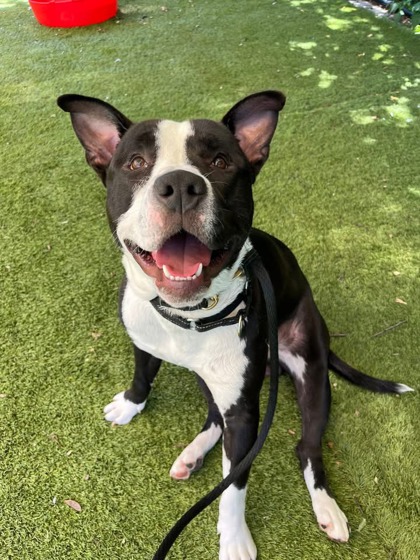 Shelter Stray Male Dog last seen Near Oswego Ave Balt., MD 21215, 21215, MD, Baltimore, MD 21230
