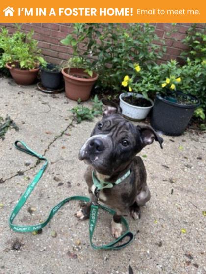 Shelter Stray Male Dog last seen Near Forest Glen Rd, 21216, MD, Baltimore, MD 21230