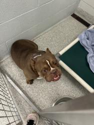 Shelter Stray Male Dog last seen Near Meridane, 21239, MD, Baltimore, MD 21230