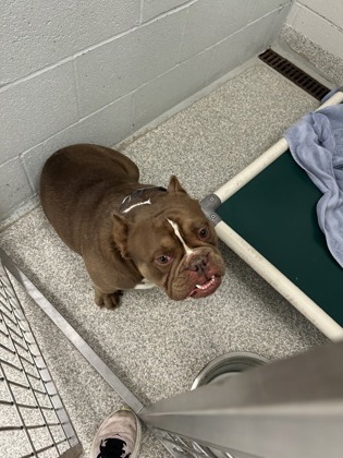 Shelter Stray Male Dog last seen Near Meridane, 21239, MD, Baltimore, MD 21230