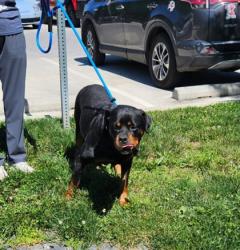 Shelter Stray Female Dog last seen Near W Pratt St, 21223, MD, Baltimore, MD 21230