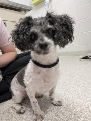 Shelter Stray Female Dog last seen Near Moreland Ave, 21216, MD, Baltimore, MD 21230