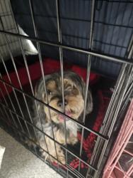 Shelter Stray Female Dog last seen Near Moreland Ave, 21216, MD, Baltimore, MD 21230