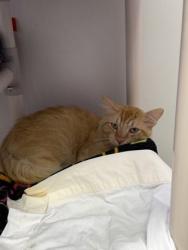 Shelter Stray Male Cat last seen Near E North Ave Balt., MD 21213, 21213, MD, Baltimore, MD 21230