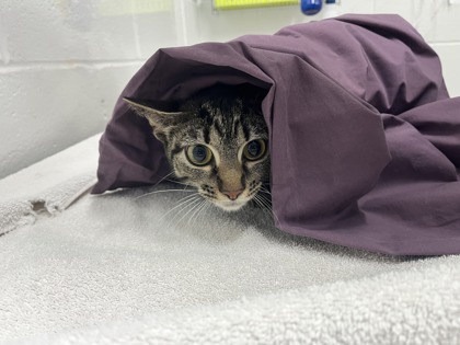 Shelter Stray Female Cat last seen in the neighborhood of 702 Radnor Ave, 21212, MD, Baltimore, MD 21230