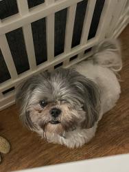 Lost Male Dog last seen Near W Speedway Blvd , Tucson, AZ 85745