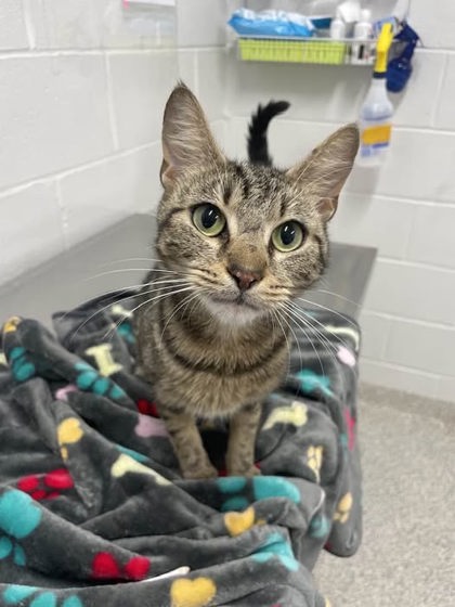 Shelter Stray Female Cat last seen Near Baker st, 21216, MD, Baltimore, MD 21230