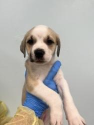 Shelter Stray Female Dog last seen Biloxi, MS , Gulfport, MS 39501