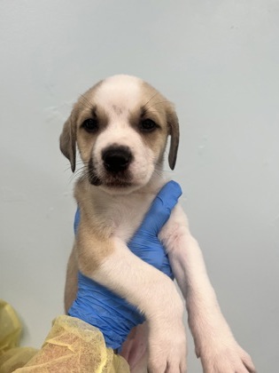 Shelter Stray Female Dog last seen Biloxi, MS , Gulfport, MS 39501