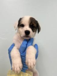 Shelter Stray Female Dog last seen Biloxi, MS , Gulfport, MS 39501