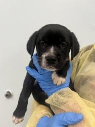 Shelter Stray Male Dog last seen Biloxi, MS , Gulfport, MS 39501