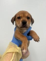 Shelter Stray Female Dog last seen Biloxi, MS , Gulfport, MS 39501