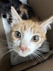 Shelter Stray Male Cat last seen Oakland, CA 94609, Oakland, CA 94601