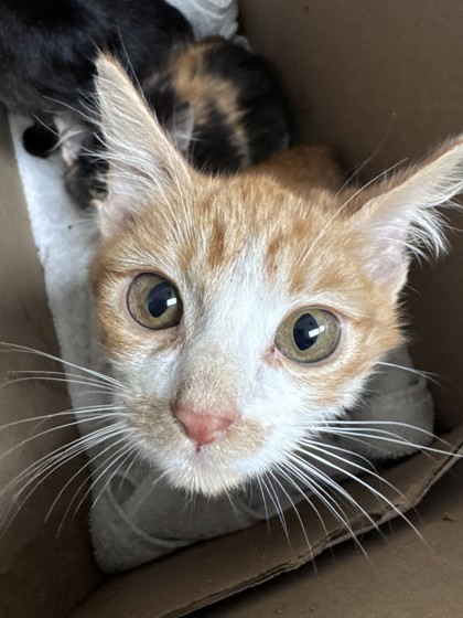 Shelter Stray Male Cat last seen Oakland, CA 94609, Oakland, CA 94601
