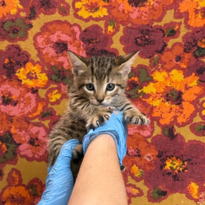 Shelter Stray Male Cat last seen Axis Ct & Navarro Dr, City of College Station, TX, 5359 Leonard Rd, Bryan, TX 77807, USA