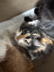 Shelter Stray Female Cat last seen Oakland, CA 94609, Oakland, CA 94601