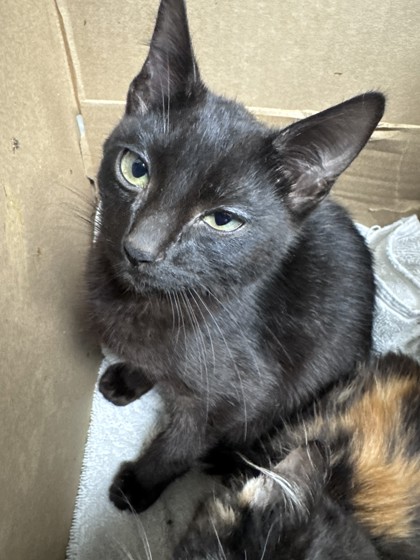 Shelter Stray Male Cat last seen Oakland, CA 94609, Oakland, CA 94601