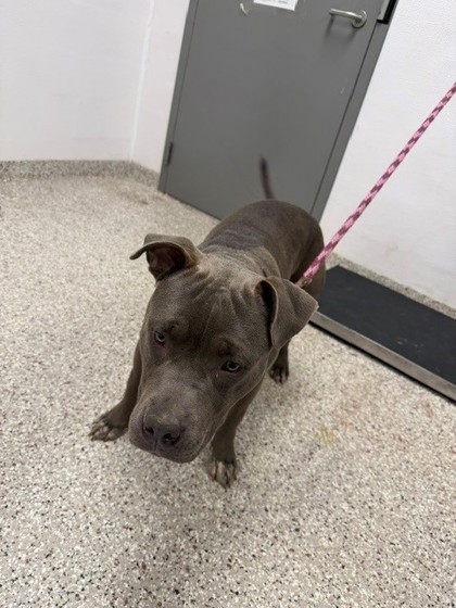 Shelter Stray Male Dog last seen Gastonia, NC 28054, Gastonia, NC 28052