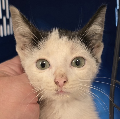 Shelter Stray Male Cat last seen Dallas, NC 28034, Gastonia, NC 28052