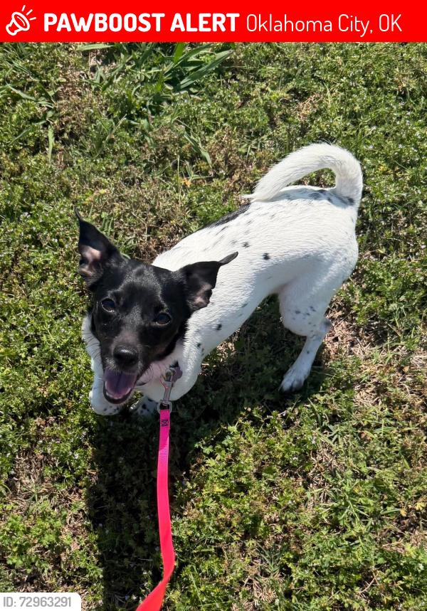 Lost Female Dog last seen Near N University Ave Oklahoma City, OK 73114 United States, Oklahoma City, OK 73114
