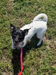 Lost Female Dog last seen Near N University Ave Oklahoma City, OK 73114 United States, Oklahoma City, OK 73114
