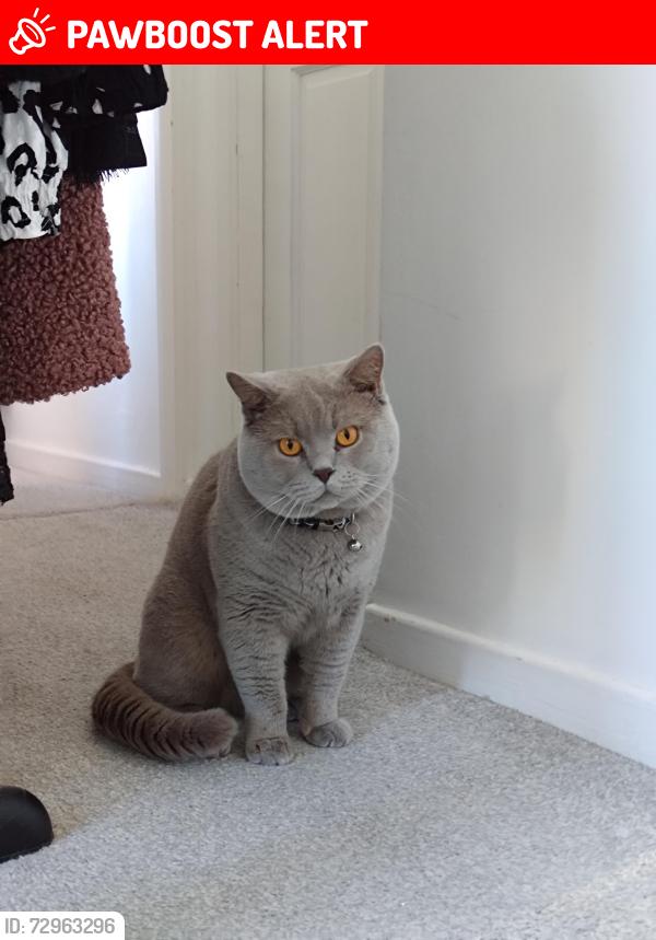 Lost Male Cat last seen Karma kitchen Trailer, Wigston , Leicestershire, England LE18
