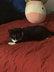 Lost Female Cat last seen North side of the runway, ran west. , Downers Grove, IL 60516