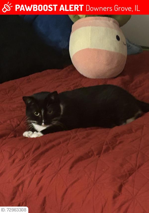 Lost Female Cat last seen North side of the runway, ran west. , Downers Grove, IL 60516