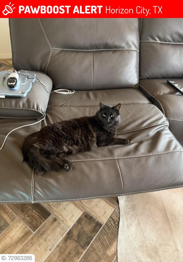 Lost Male Cat last seen Horizon , Horizon City, TX 79928