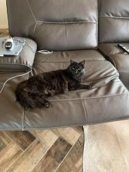 Lost Male Cat last seen Horizon , Horizon City, TX 79928