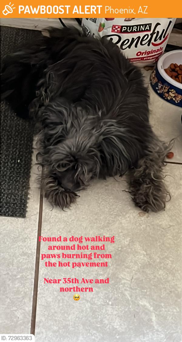 Found/Stray Unknown Dog last seen 35th ave & northern , Phoenix, AZ 85051