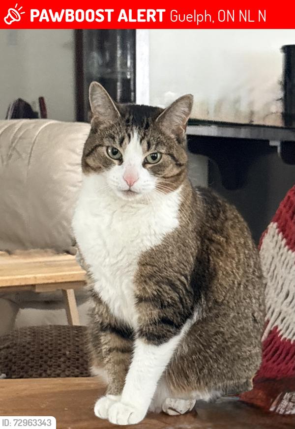 Lost Female Cat last seen Lobsinger Lane, Guelph, ON N1L 1N2