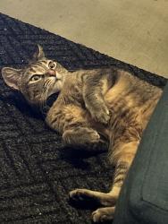 Lost Female Cat last seen State kessinger, Boise, ID 83703