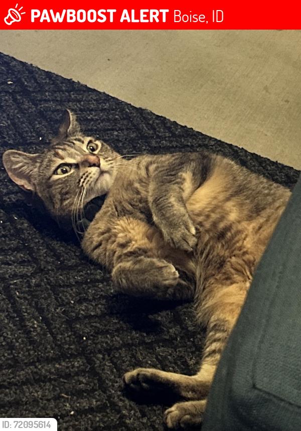 Lost Female Cat last seen State kessinger, Boise, ID 83703