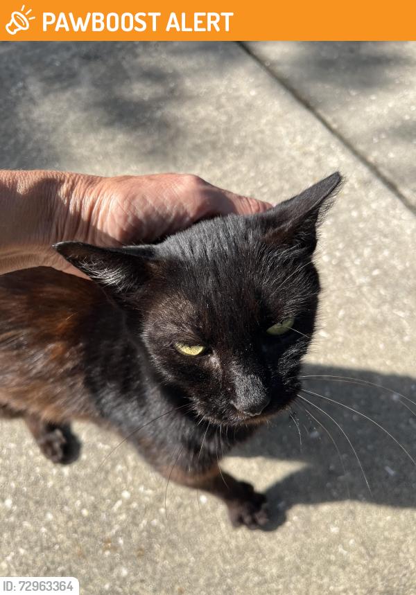 Found/Stray Unknown Cat last seen 6th street /Palmetto street , New Smyrna Beach, FL 32168