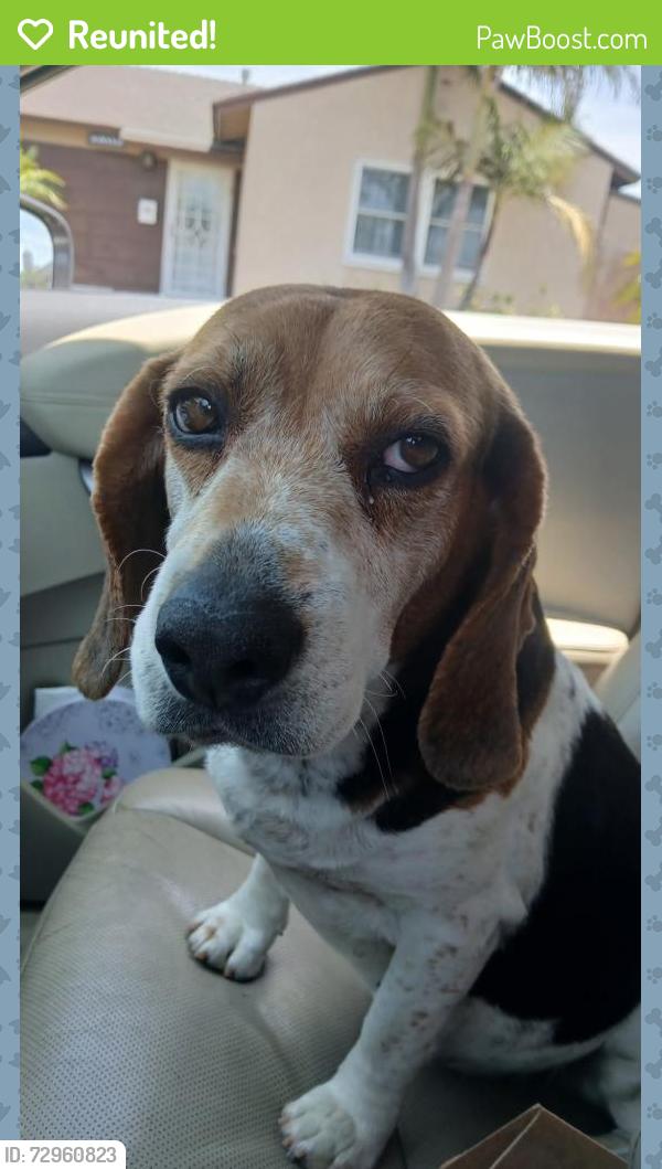 Reunited Female Dog last seen 229th street , Carson, CA 90745