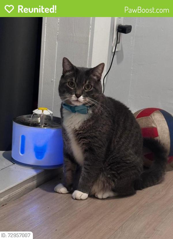 Reunited Male Cat last seen Near Manhattan ave , Jersey City, NJ 07307