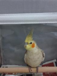 Lost Male Bird last seen By Calimax , Tijuana, B.C. 22536