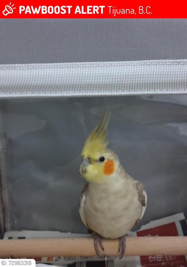 Lost Male Bird last seen By Calimax , Tijuana, B.C. 22536