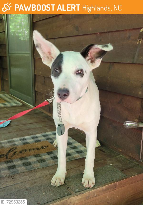 Found/Stray Female Dog last seen Glenn Falls Trail, Highlands, NC 28741