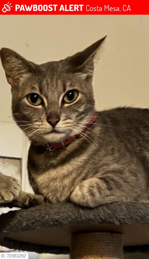 Lost Female Cat last seen Raleigh Ave and Wilson st Costa Mesa, Costa Mesa, CA 92627