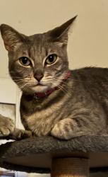 Lost Female Cat last seen Raleigh Ave and Wilson st Costa Mesa, Costa Mesa, CA 92627
