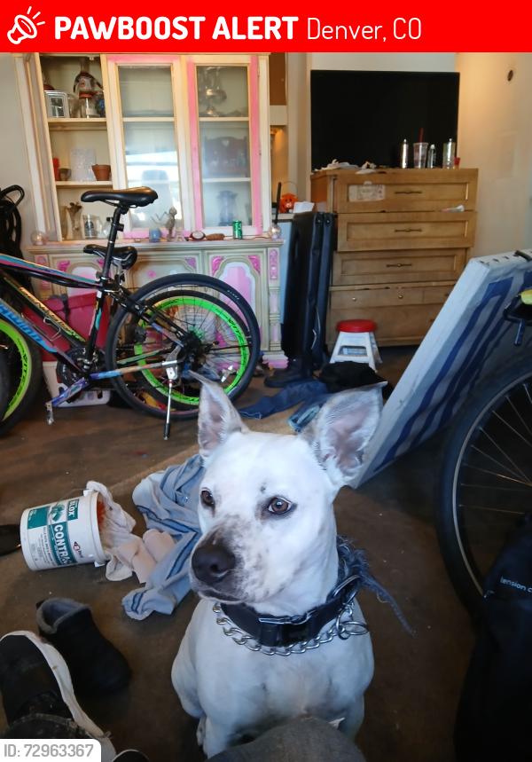 Lost Female Dog last seen Denver Colorado near 12 th avenue, Denver, CO 80206