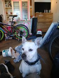 Lost Female Dog last seen Denver Colorado near 12 th avenue, Denver, CO 80206